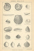 BRITISH FOSSILS. Lower Oolitic - Inferior Oolite. STANFORD 1904 old print