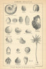 BRITISH FOSSILS. Lower Oolitic - Forest Marble & Bradford Clay. STANFORD 1904