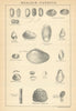 BRITISH FOSSILS. Wealden - Purbeck & Wealden Beds. STANFORD 1904 old print