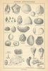 BRITISH FOSSILS. Upper Cretaceous - Chalk. STANFORD 1904 old antique print