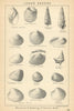 BRITISH FOSSILS. Lower Eocene - Woolwich & Reading, & Thanet Beds. STANFORD 1904
