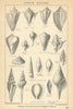 BRITISH FOSSILS. Upper Eocene. Barton, Bracklesham Bagshot Beds 2. STANFORD 1904