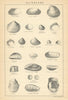 BRITISH FOSSILS. Oligocene. Headon Osborne Bembridge Hamstead Beds STANFORD 1904