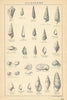 BRITISH FOSSILS Oligocene Headon Osborne Bembridge Hamstead Beds 2 STANFORD 1904