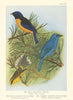 Nepal Beautiful Niltava, Common Verditer & Yellow-Bellied Fly-Catchers 1936