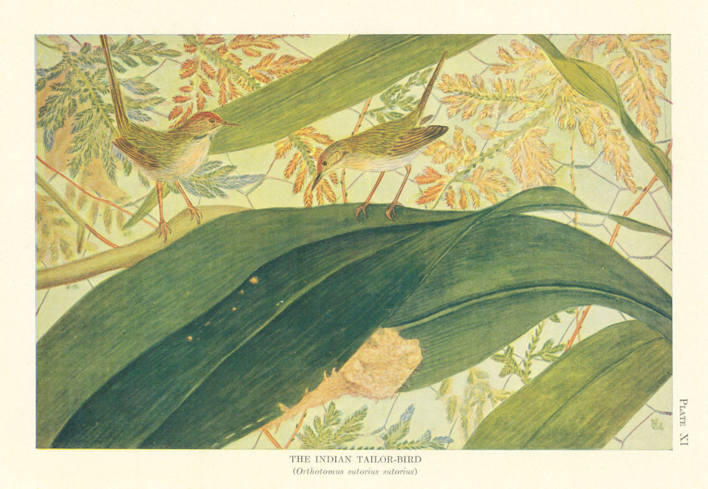 Indian Tailor-Bird (Orthotomus sutorius sutorius). Indian Birds 1936 ...