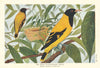 Indian Black-Headed Oriole (Oriolus xanthornus xanthornus). Indian Birds 1936