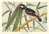Punjab Pied Myna (Sturnopastor contra dehroe). Indian Birds 1936 old print
