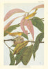 Indian White-Eye (Zosterops palpebrosa palpebrosa). Indian Birds 1936 print