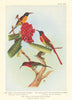 Nepal, Fire-Tailed & Indian Yellow-Backed Sunbirds (Aethopyga) 1936 old print