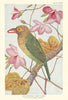 Northern Green barbet (Thereiceryx zeylanicus caniceps). Indian Birds 1936