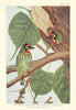Indian Crimson-Breasted Barbet or Coppersmith (Xantholaema haemacephala) 1936