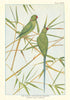 Eastern Rose-Ringed Paroquet (Psittacula krameri manillensis). Indian Birds 1936