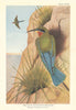 Javan blue-tailed bee-eater (Merops superciliosus javanicus). Indian Birds 1936