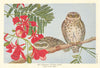 Northern Spotted Owlet (Carine brama indica). Indian Birds 1936 old print