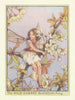 Wild Cherry Blossom Fairy by Cicely Mary Barker. Tree Flower Fairies c1940