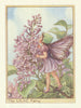 Lilac Fairy by Cicely Mary Barker. Flower Fairies of the Trees c1940 old print