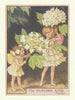 Guelder Rose Fairies by Cicely Mary Barker. Flower Fairies of the Trees c1940