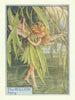 Willow Fairy by Cicely Mary Barker. Flower Fairies of the Trees c1940 print