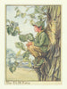 Elm Fairy by Cicely Mary Barker. Flower Fairies of the Trees c1940 old print