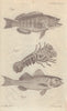 Fig 1. [Perch] Fig 2. [Bass] Fig 3. [Squilla Caelata or Rondeletius] 1771