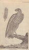 Iceland Falcon, from the Gentleman's Magazine 1771 old antique print picture