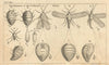 Cochineal Insects in different States. Coccus Cacti. Gentleman's Magazine 1763