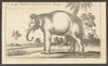 The Young Elephant lately presented to His Majesty King George III 1763 print