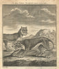 An East Indian Leopard, drawn from ye life. Gent's Mag 1750 old antique print