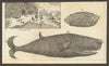Grotta del Cane, Naples. The Egg Fish. The Spermaceti Whale. Gent's Mag 1753