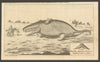 A Spermaceti Whale thrown ashore near Whitstable in Kent. Beached whale 1764