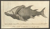 A Remarkable Sea-Monster or non-described Fish taken in the Mediterranean 1766