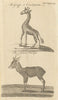 The Giraffe or Camelopardus. The Chinese Antelope (Chiru) 1773 old print