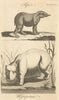 Tapier. Heppepotame. Tapir & Hippopotamus. Gentleman's Magazine 1773 old print
