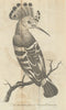 The Hoopoe bird 1777 old antique vintage print picture