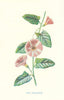 Small Bindweed or Field Convolvulus. Wild Flowers by Frederick Hulme c1895