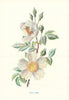 Field-Rose. Wild Flowers by Frederick Edward Hulme c1895 old antique print