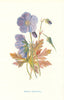 Meadow Crane's Bill. Wild Flowers by Frederick Edward Hulme c1895 old print