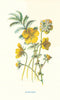Silverweed. Wild Flowers by Frederick Edward Hulme c1895 old antique print