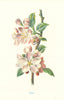Apple. Wild Flowers by Frederick Edward Hulme c1895 old antique print picture