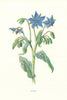Borage. Wild Flowers by Frederick Edward Hulme c1895 old antique print picture