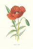 Scarlet Poppy, or Red-Weed. Wild Flowers by Frederick Edward Hulme c1895 print