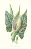 Arum, or Cuckoo-Pint. Wild Flowers by Frederick Edward Hulme c1895 old print