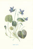 Sweet Violet. Wild Flowers by Frederick Edward Hulme c1895 old antique print