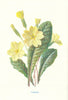 Primrose. Wild Flowers by Frederick Edward Hulme c1895 old antique print