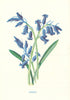Hyacinth. Wild Flowers by Frederick Edward Hulme c1895 old antique print