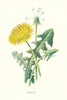 Dandelion. Wild Flowers by Frederick Edward Hulme c1895 old antique print