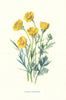 Buttercup or Bulbous Crowfoot. Wild Flowers by Frederick Edward Hulme c1895