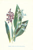 Common Orchis & Broad-Leaved Garlic. Wild Flowers by Frederick Hulme c1895