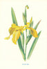 Water-flag or Yellow Iris. Wild Flowers by Frederick Edward Hulme c1895 print